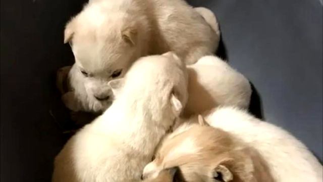 Собака 3 недели пролежала в снегу с щенятами. Люди заплакали, когда нашли её! смотреть онлайн