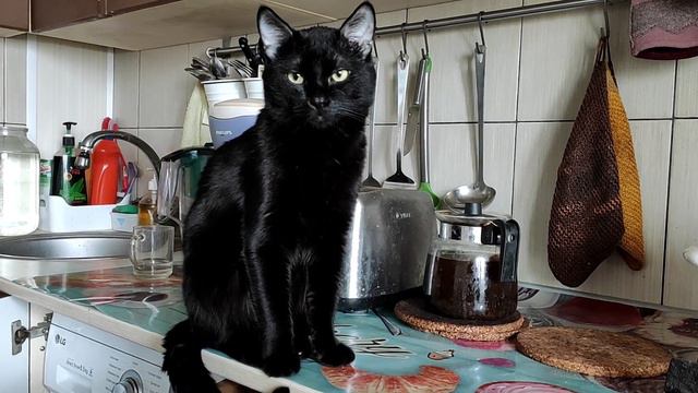 Лаки защищает хозяина от Ютуба смотреть онлайн