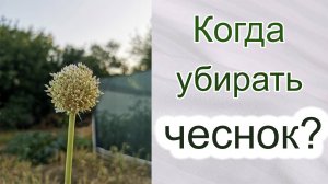 Когда убирать чеснок.  Как определить срок уборки озимого чеснока.