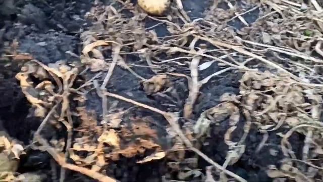 Выращивание картофеля в Курской области. смотреть онлайн