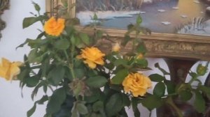 Но  разве можно дарить желтые розы