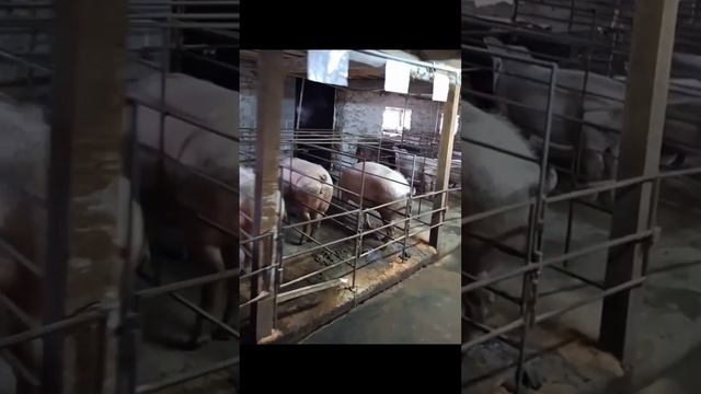 кумедійнийфермер Початок бізнесу свиней обзор смотреть онлайн