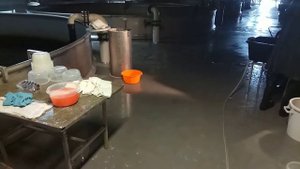 Отбор и оплодотворение икры лососёвых.. (Финляндия, 2018)