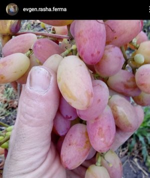 Виноград ультра ранний топ 6 сортов для самарской области.