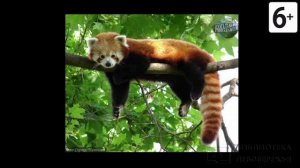 Удивительные соседи. Панда