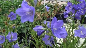 Campanula persicifolia ´Takion Bue´