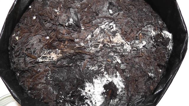 Болезнь шампиньона бурая гипсовка. смотреть онлайн