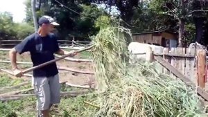 Электропастух в действии//лучший способ приучения коров//работа от солнечной батареи