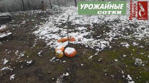 ОПАСНОСТИ использования огородной и кротовой земли для рассады.