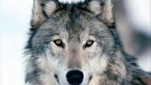 The Wolf (Original March): Synthesizer Version