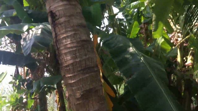 Вьетнамская деревня смотреть онлайн