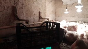 Вес бройлера в 33 дня. Хороший цыпленок или плохой?