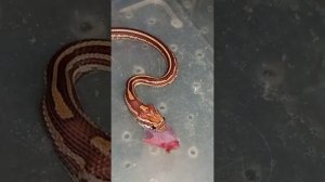 Маисовый полоз Катриель кушает. / кормление змеи.