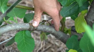 How To Prune Cold Damaged Fig Tree Espalier Cordons