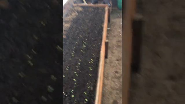 Выращивание редиса зимой в теплице Часть 5 смотреть онлайн