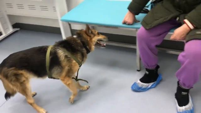 Наклон головы у собаки (вестибулярный синдром) // vestibular syndrome in a dog смотреть онлайн