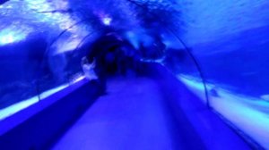 Antalya Aquarium Turkey: Океанариум в Анталии - туннельный аквариум в Турции