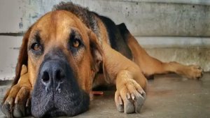 У собаки вздулся живот и тяжело дышит: что делать