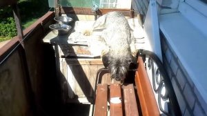 Собаке на балконе страшно