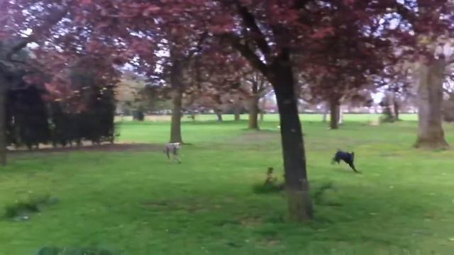 Devo & Ronnie playing on the park - Doberman and Weimaraner puppies смотреть онлайн