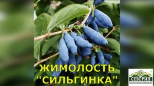 Плодовые кустарники!