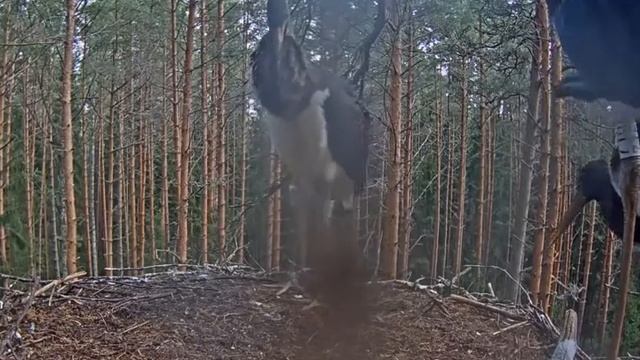 Черный аист . Голос аиста может показаться грубым.The stork's voice may seem rude. смотреть онлайн