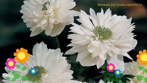 Анемона Маунт Эверест. Краткий обзор, описание характеристик anemone sylvestris Mount Everest