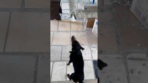 Як терьер Диментий Палыч