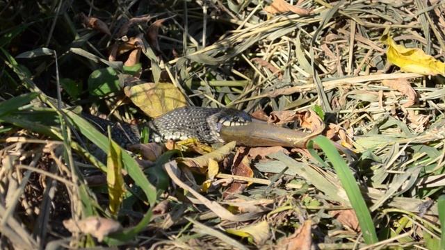 Уж обыкновенный (Natrix natrix) с добычей – 200-граммовой густерой. смотреть онлайн