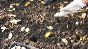 Как подготовить чеснок . Чем обеззараживать .Посадка чеснока под зиму