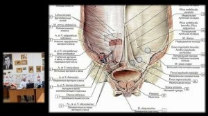 Топография пахового канала. Паховые грыжи