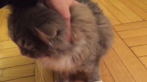 Гризмо Котик после удаление вросших когтей