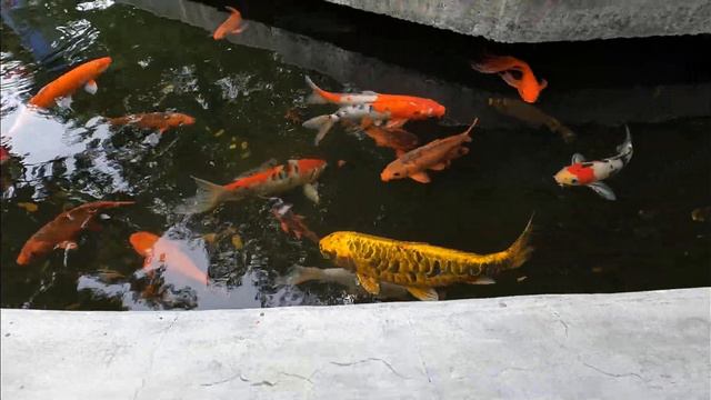 Переехали во Вьетнам - рассказываем | влог смотреть онлайн