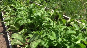 Грядки Розума 2021. Стоит ли заморачиваться?