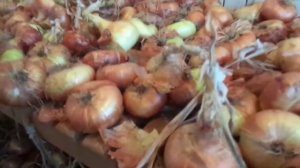 ШТУТГАРТЕР (штутгартен) РИЗЕН, самый УРОЖАЙНЫЙ СОРТ ЛУКА @user-oj1nv7fq9u