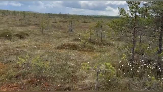 Покатушка на Порзоловское болото
