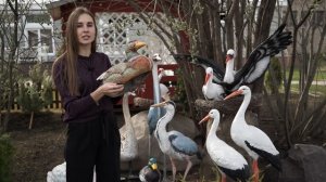 Садовые фигуры птиц для сада и дачи -  производство садовых фигур