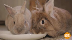 Что бы погрызть? Доброе утро. Фрагмент выпуска от 14.07.2023