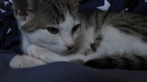 Звуки для Вашей кошки или кота Привлекательные звуки для котов Потеряли кошку, включите этот звук