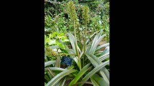 ЭВКОМИС  (EUCOMIS)  сем. Гиацинтовые