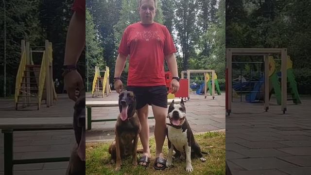 Миф №13 Топчик. "Собака-нянька" смотреть онлайн