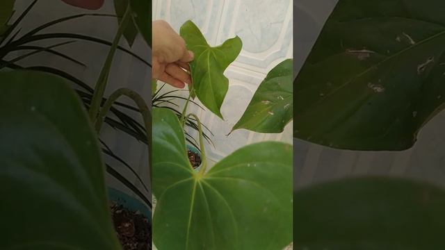 Anturios enraizados en agua ¿ como va su proceso ? 🌺🌼🌸 смотреть онлайн