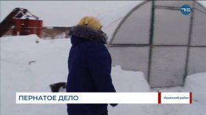 В Ишимском районе будут развивать птицеводство