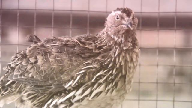 19 февраля - День орнитолога смотреть онлайн