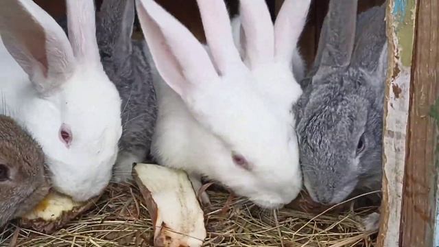 Кормовая свекла для кроликов!!! [в чем польза и вред] смотреть онлайн