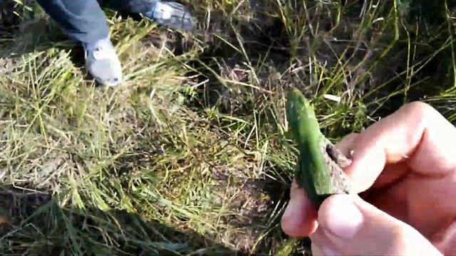 Ловля ящериц и не только /Не одна ящерица не пострадала/ смотреть онлайн