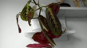 Маранта ампельная/ уход