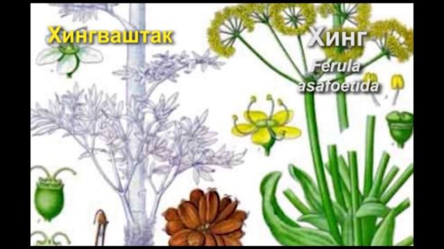 Аюрведа: Желудок и смола Хинг (асафетида) (Роберт Грислис) 35 урок
