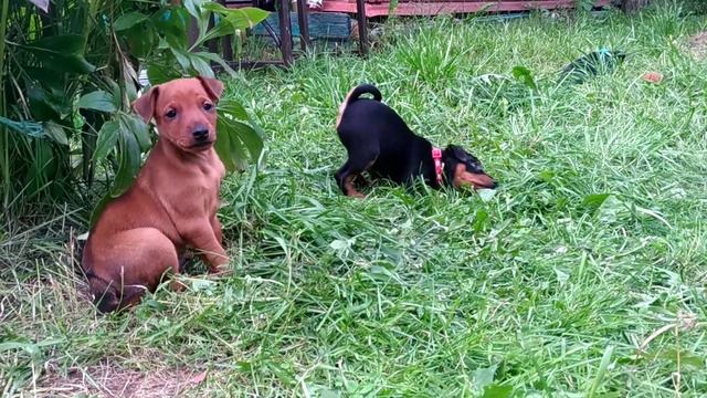 И-помет питомник ЗВЕЗДА ГАРДАРИКИ смотреть онлайн