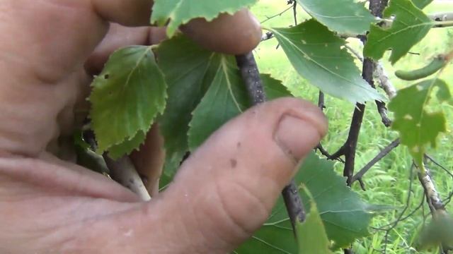 Продам березовый КАП сучковой игольчатый очень редкий Заказ по ссылке https://vk.com/public14213034 смотреть онлайн